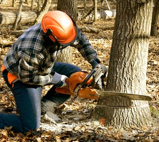 Tree Removal in Portland, ME